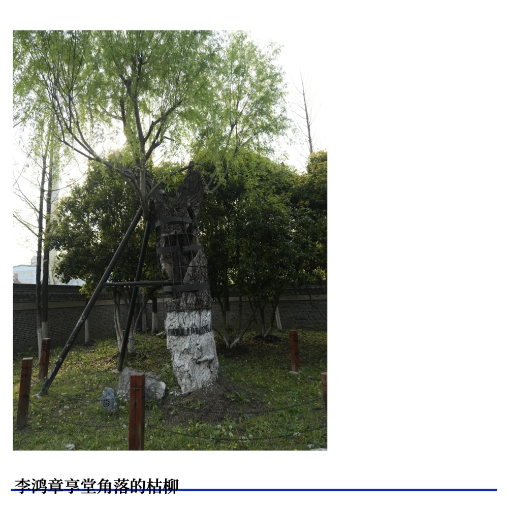 李鸿章墓旁的柳 · 原节目配图